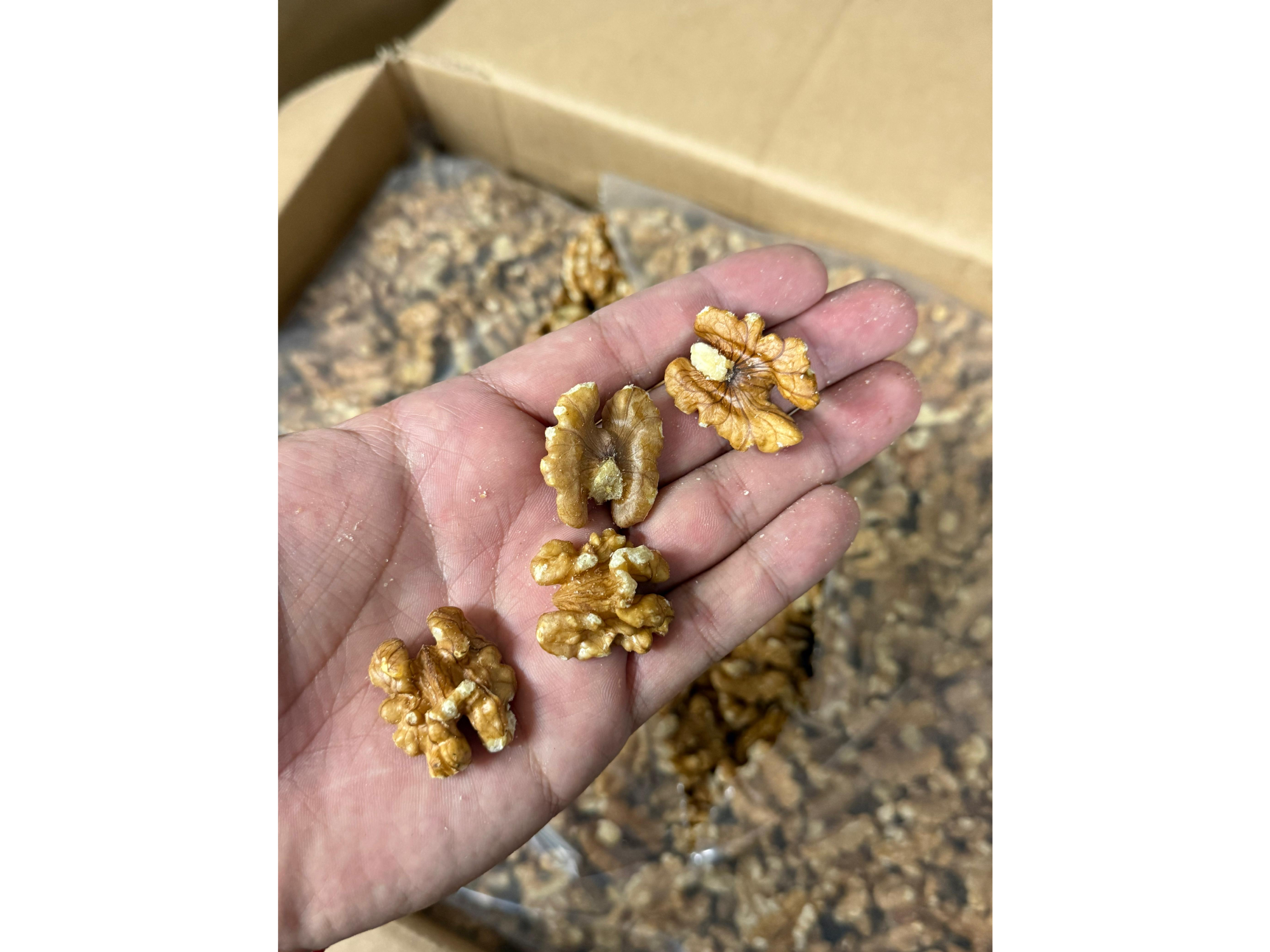 Nuez mariposa dorada ¡COSECHA 2026!