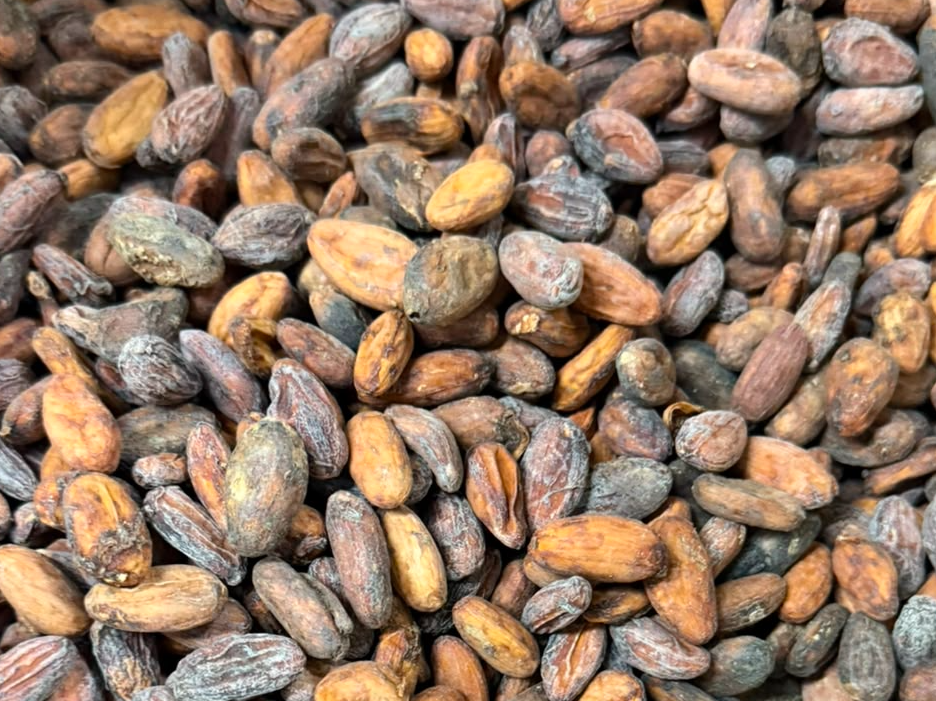 Semilla de cacao