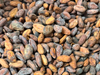Semilla de cacao