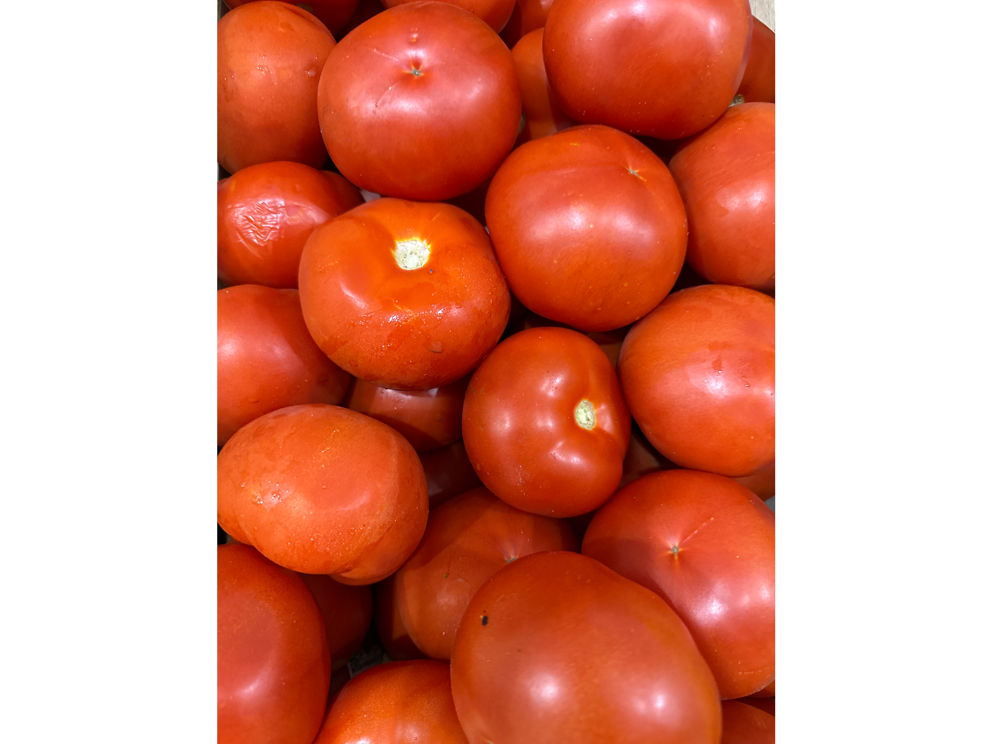 TOMATE REDONDO