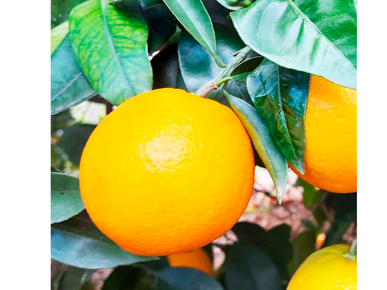 NARANJA NUEVA