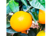 NARANJA NUEVA