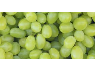 UVA BLANCA CHILENA