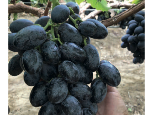 UVA NEGRA CHILENA