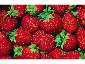 FRUTILLA