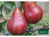 PERA ROJA