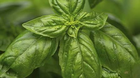 ALBAHACA