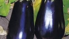 BERENJENA HIBRIDA