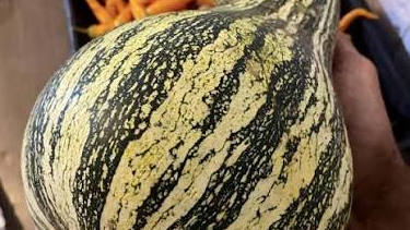 CALABAZA RAYADA