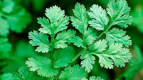 CILANTRO