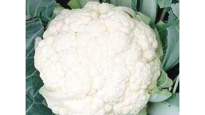 COLIFLOR HIBRIDO