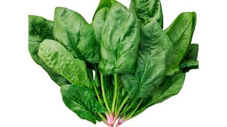 ESPINACA HIBRIDA