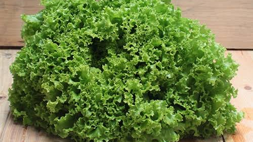 LECHUGA CRESPA