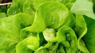 LECHUGA MANTECOSA