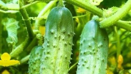 PEPINO DE ENCURTIR
