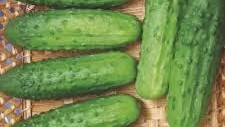 PEPINO HIBRIDO DE ENCURTIR