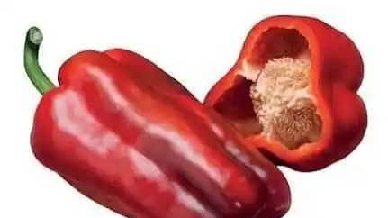 PIMIENTO HIBRIDO