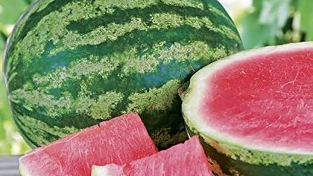 SANDIA HIBRIDA