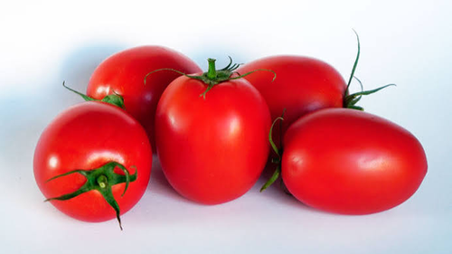 TOMATE HIBRIDO DE INDUSTRIA