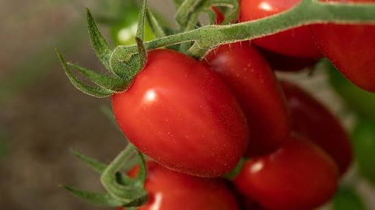 TOMATE HIBRIDO CHERRY PERA