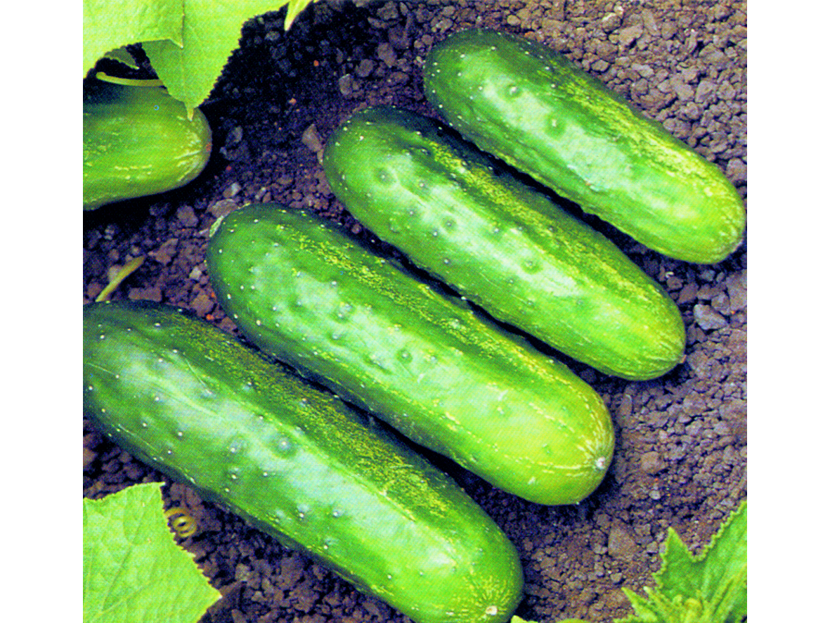 NATIONAL PICKLING - FONDO PLANO 1 LIBRA
