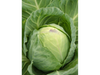 BRUNSWICK - DOYPACK 1/4 KG