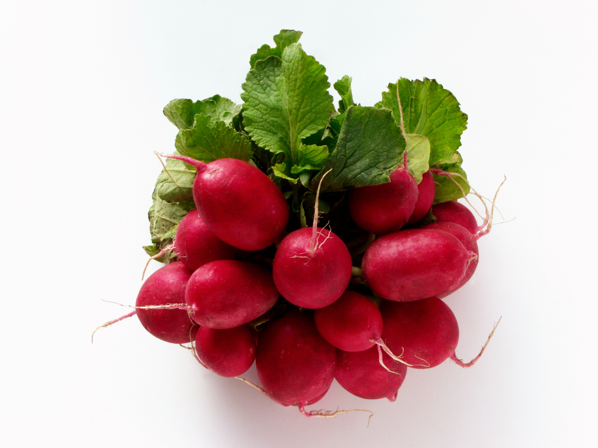 CRIMSON GIANT (ROJO) - ALFOIL 1 KG