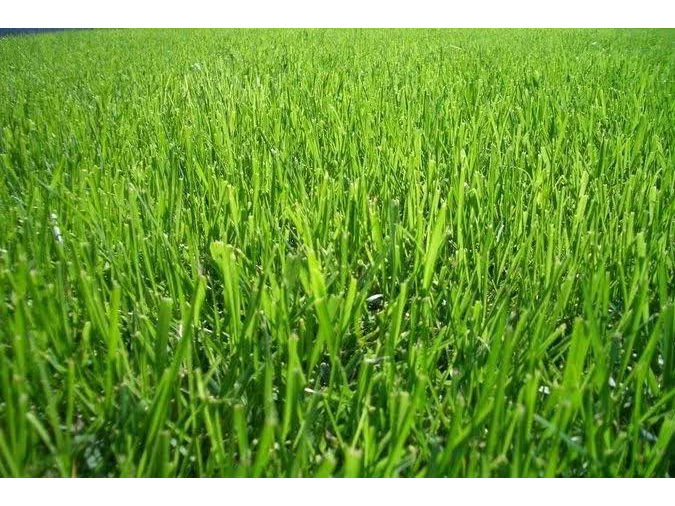 BERMUDA GRASS (PELLETIZADA) - ALFOIL 1 KG