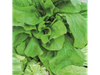 HOJA ANCHA DOUBLE BLONDE - LATA 1/2 KG