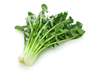 CATALOGNA GIGANTE DE CHIOGGIA - ALFOIL 1 KG