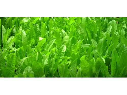 SPADONA VERDE - BOLSA 5 KG