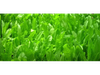 SPADONA VERDE - BOLSA 5 KG