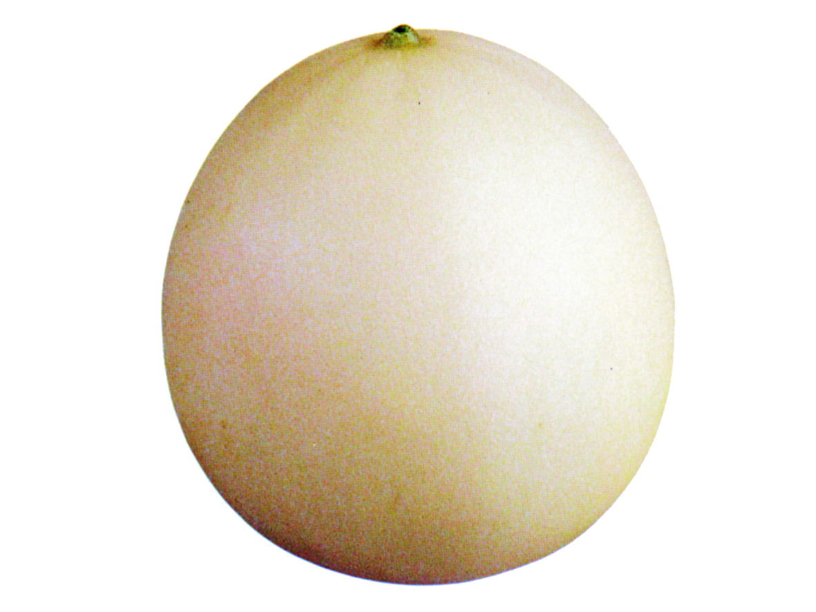 HONEY DEW GREEN FLESH - DOYPACK 1/4 KG