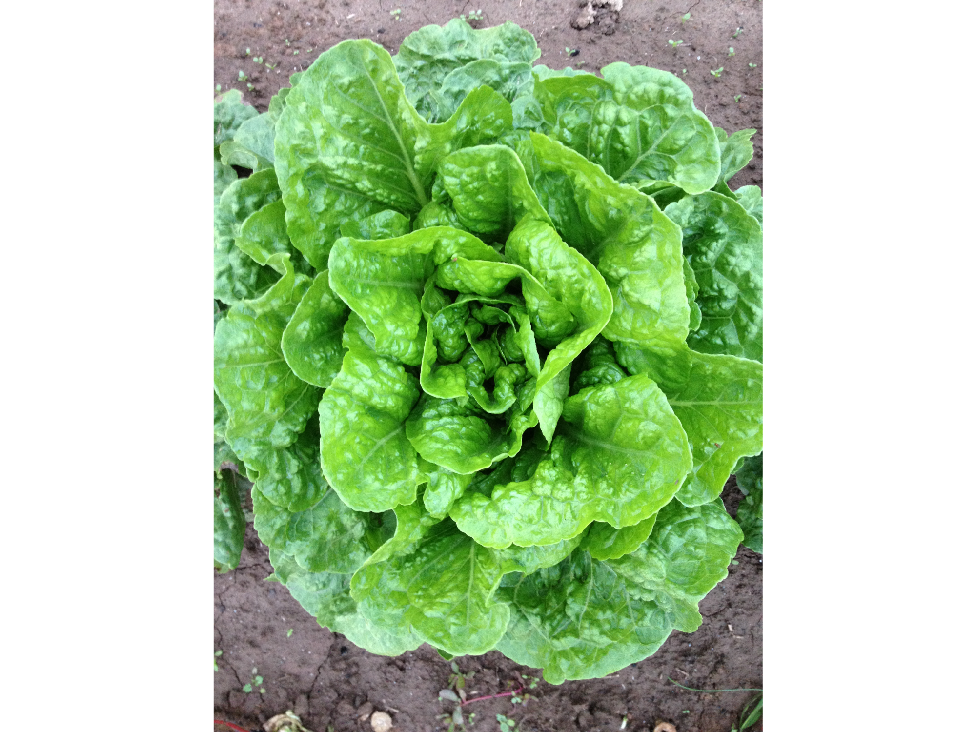 GALLEGA DE INVIERNO - ALFOIL 5 KG