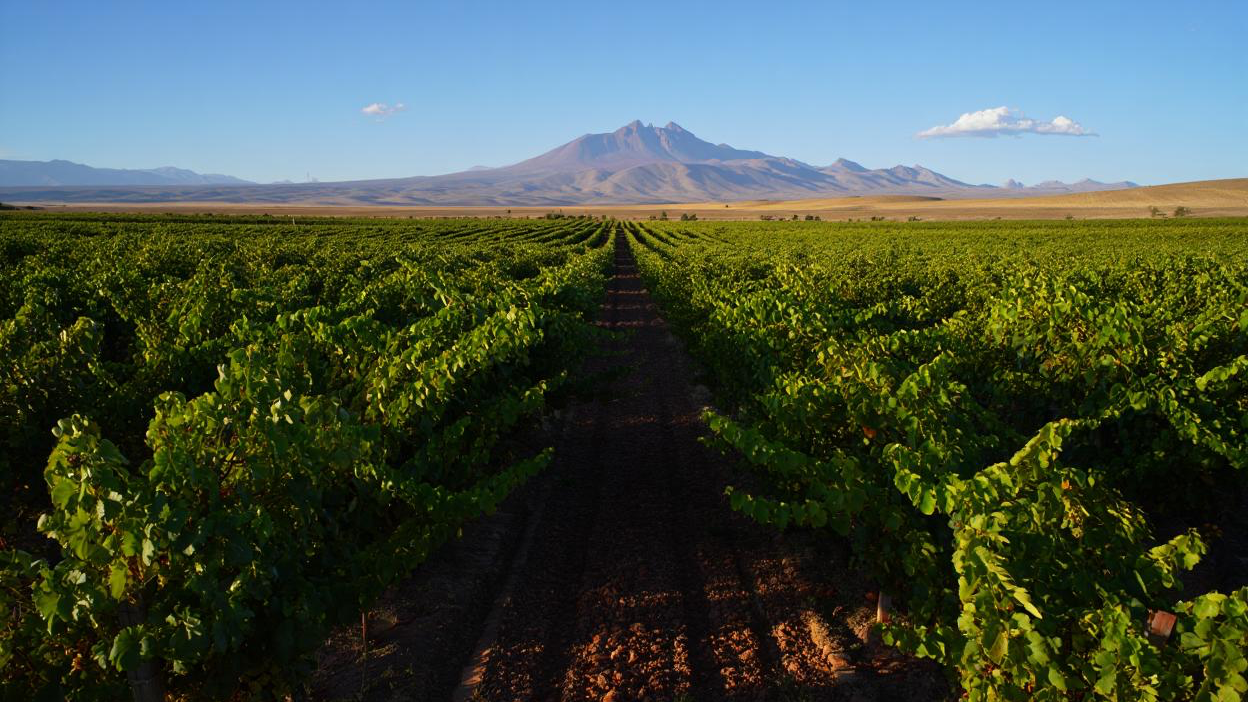 Vinos Cuyo