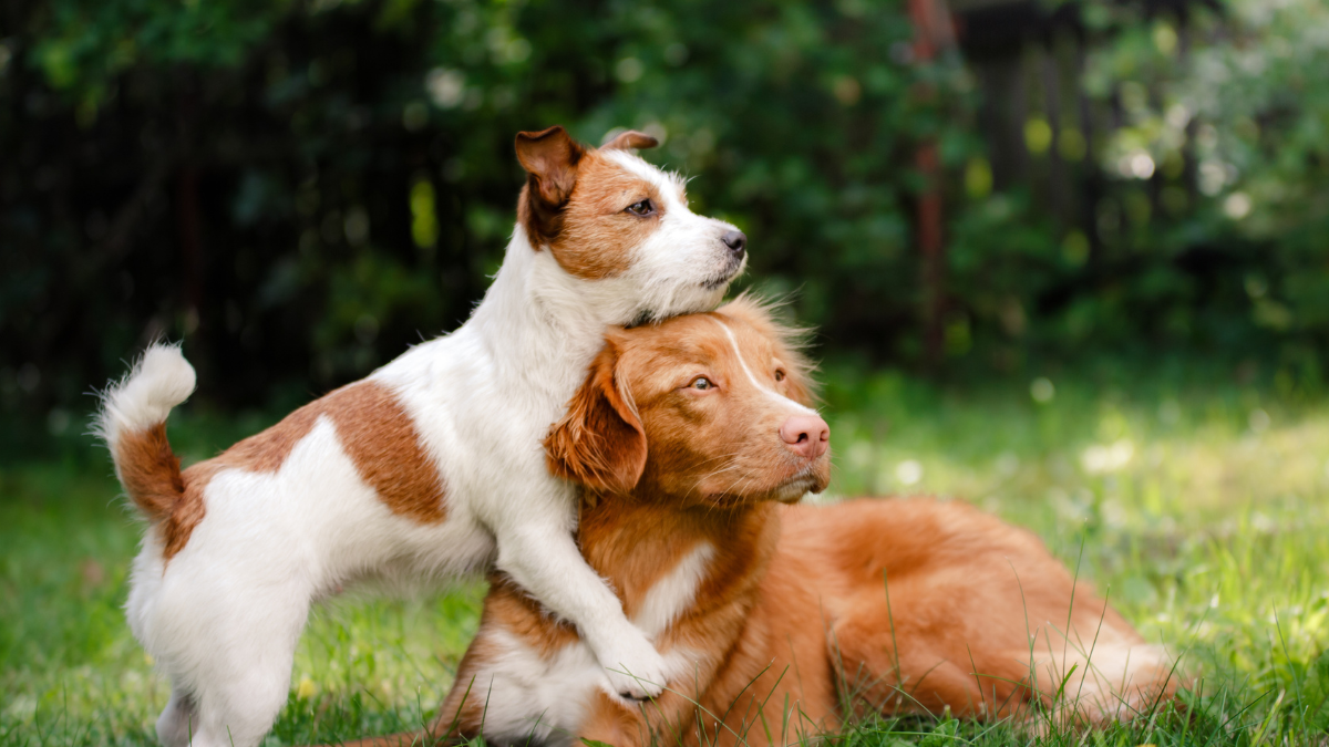 ALIMENTO PARA PERROS