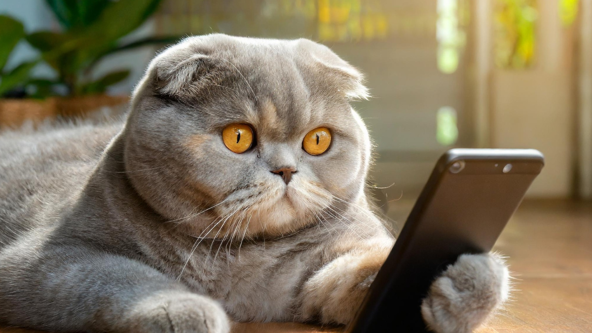 ALIMENTOS PARA GATOS