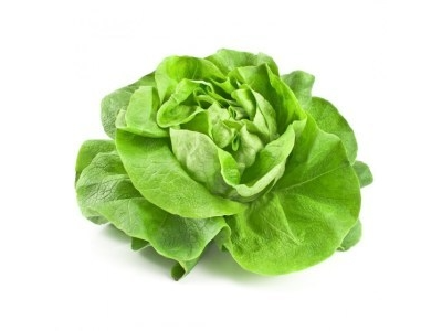 LECHUGA MANTECOSA 500 grs