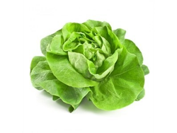 LECHUGA MANTECOSA 500 grs