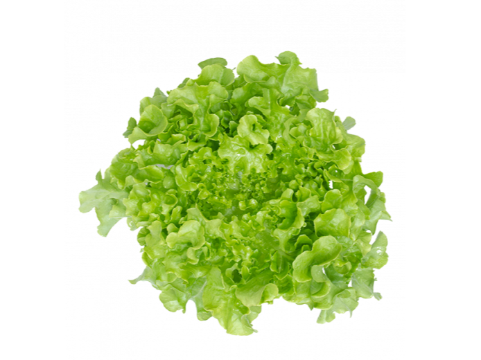 LECHUGA HOJA 500 grs