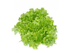LECHUGA HOJA 500 grs