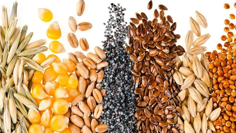 SEMILLAS, LEGUMBRES Y AVENA