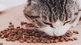 Alimentos para gatos