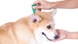 Pipetas para perros y gatos