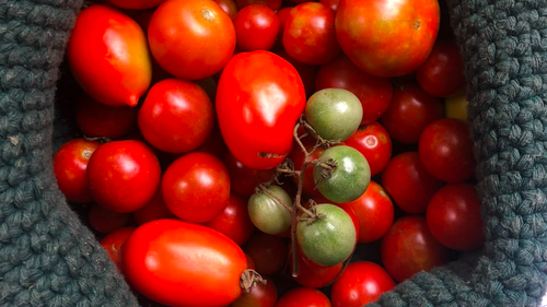 FRUTA • VERDURA • PLANTINES