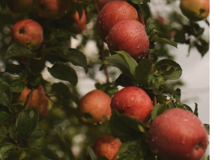 Manzana Fuyi