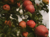 Manzana Fuyi