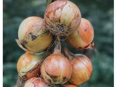 Cebolla Cobriza
