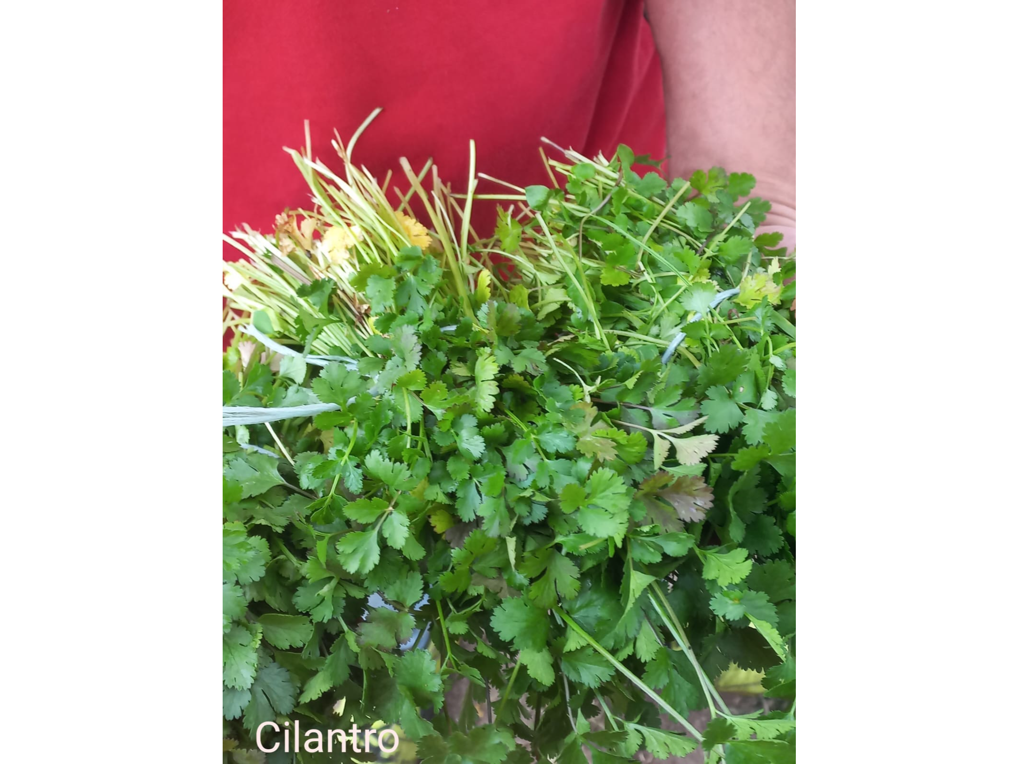 Cilantro atado