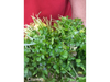 Cilantro atado